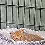 kitten, cat, pet, cage, bed, cozy, furry, orange, sleepy, cute, animal, indoor, soft, resting, feline, young, domestic, comfort, purple, closeup
