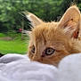 Oakley joined the competition — help win amazing prizes! kitten, cat, orange_cat, close_up, fur, whiskers, ears, eyes, blanket, soft, outdoor, greenery, nature, curious, pet, animal, cute, feline, portrait, young