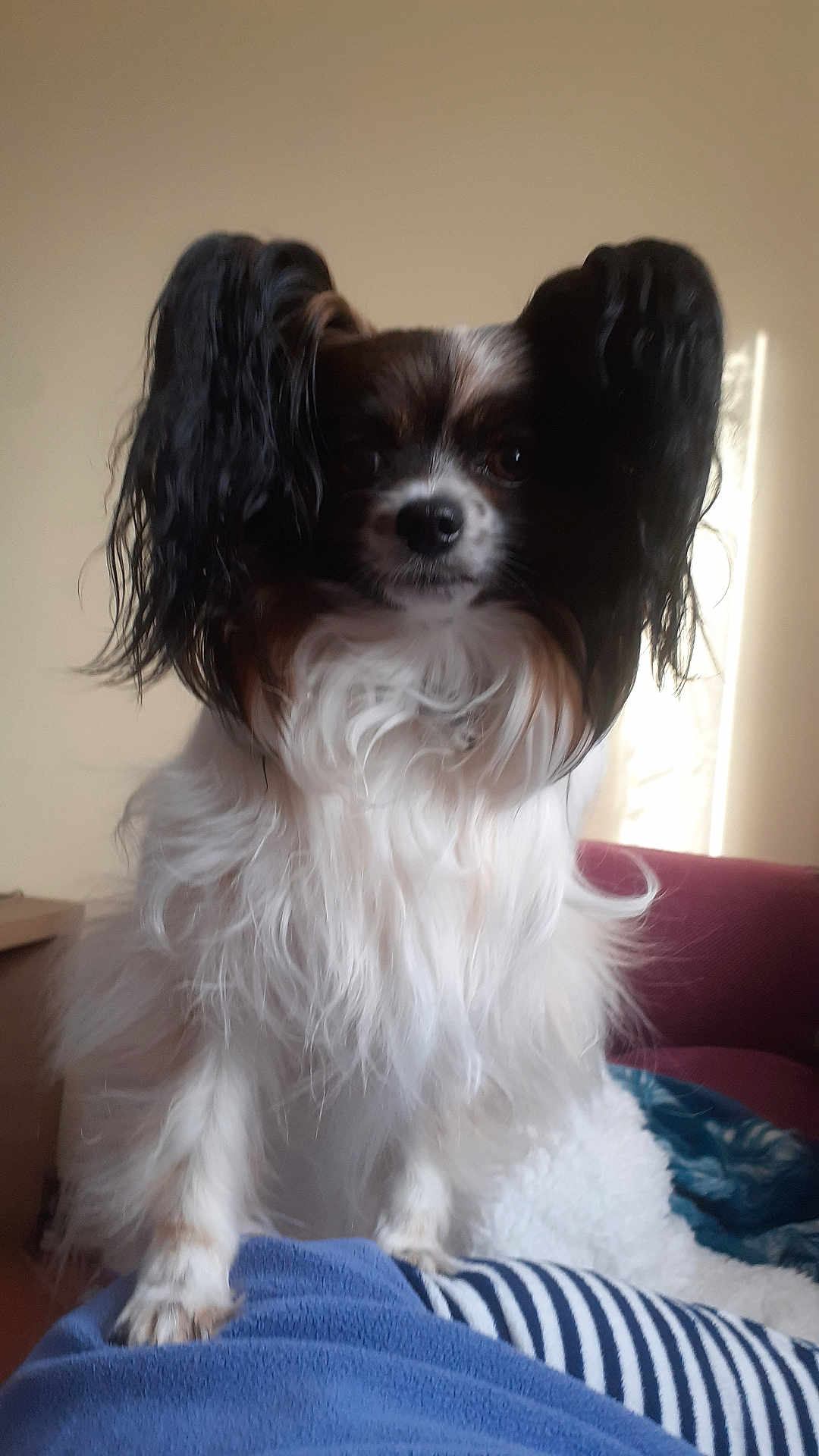 Cahuète a rejoint le concours — aidez-le/la à gagner de superbes lots ! dog, pet, fluffy, ears, small_dog, indoor, cozy, blanket, striped_clothing, furniture, couch, curious, calm, portrait, fur, white_fur, black_fur, brown_fur, animal, companion