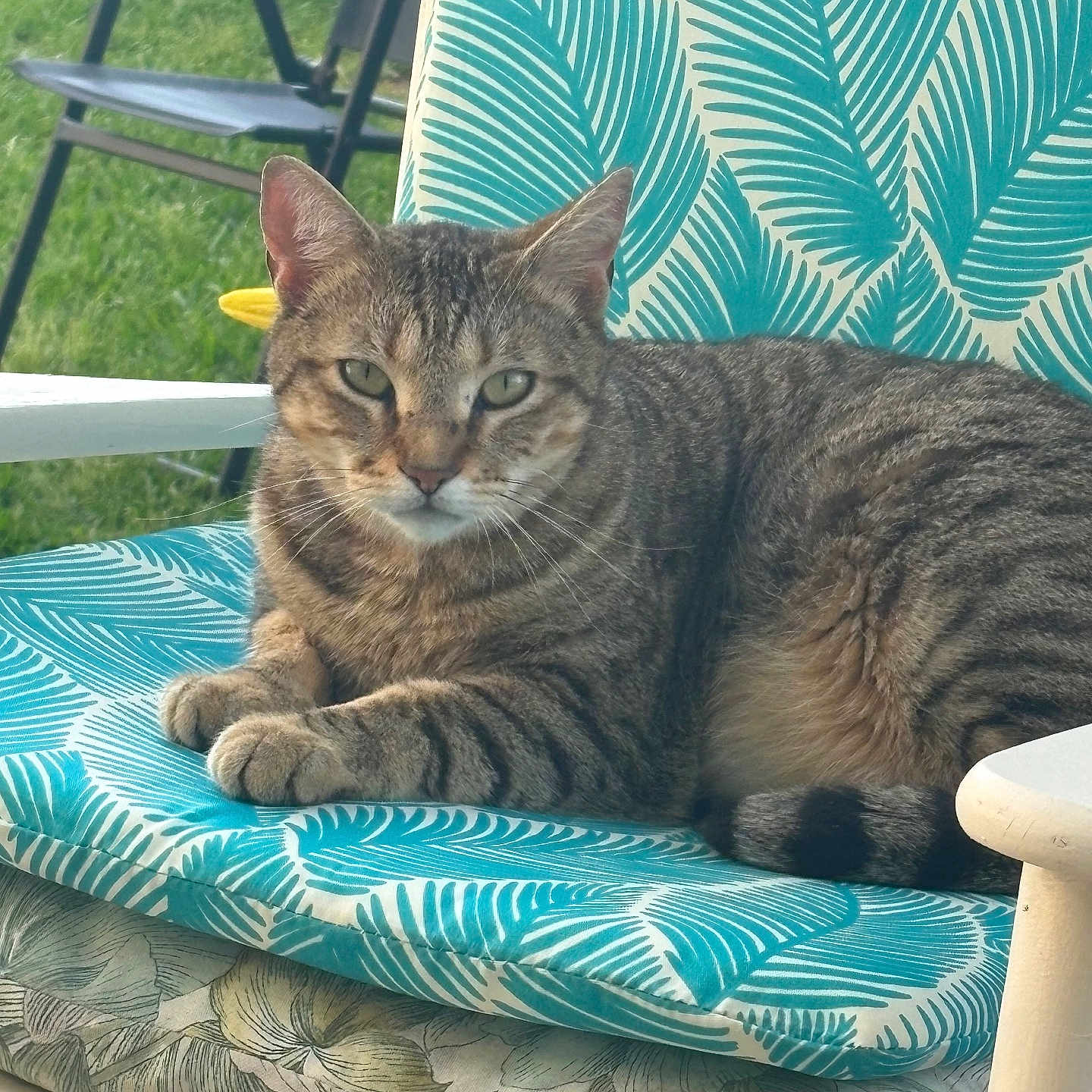 Marlonbrando is registered to the contest to win money with this photo: animal, backyard, cat, chair, closeup, comfort, cushion, daylight, feline, grass, nature, outdoor, pattern, paws, pet, relaxed, resting, seat, striped, tabby_cat