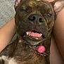 Punkin Pie joined the competition — help win amazing prizes! animal, blanket, brindle, canine, close_up, collar, dog, ears, fur, indoor, legs, leopard_print, nose, person, pet, pink_tag, playful, teeth, tongue, winking