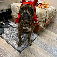 Punkin Pie joined the competition — help win amazing prizes! animal, bed, brindle_coat, brown_dog, chain, collar, costume, cute, devil_horns, dog, expression, flooring, indoor, leash, mischievous, pet, red_cape, rug, slippers, tag
