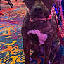 Punkin Pie joined the competition — help win amazing prizes! animal, background, brindle, canine, carpet, chair, collar, colorful, dog, floor, furniture, indoor, leash, pattern, paw, person, pet, relaxed, sitting, white_patch