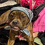 bandana, black, blanket, brindle, brown, clothing, collar, cute, dog, fabric, face, fur, indoor, lying_down, nostrils, pet, pink, playful, tag, teeth