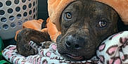 Punkin Pie joined the competition — help win amazing prizes! animal_hood, blanket, brindle, car_interior, cozy, cute, dog, ears, eyes, fabric, fur, indoor, laundry_basket, leopard_print, mouth, nose, pet, relaxed, resting, soft