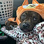animal_hood, blanket, brindle, car_interior, cozy, cute, dog, ears, eyes, fabric, fur, indoor, laundry_basket, leopard_print, mouth, nose, pet, relaxed, resting, soft