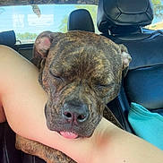 Punkin Pie joined the competition — help win amazing prizes! dog, brindle, sleeping, tongue_out, car_interior, leather_seat, person_arm, resting, close_up, pet, animal, companion, relaxed, transportation, window, daylight, seat_headrest, blue_sky, tree, camo_pattern
