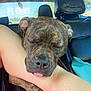dog, brindle, sleeping, tongue_out, car_interior, leather_seat, person_arm, resting, close_up, pet, animal, companion, relaxed, transportation, window, daylight, seat_headrest, blue_sky, tree, camo_pattern