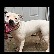 Ghost is registered to the contest to win money with this photo: dog, white_dog, smiling, tongue_out, pet, happy, collar, canine, outdoor, concrete, door, animal, friendly, companion, domestic, mammal, standing, short_hair, alert, playful