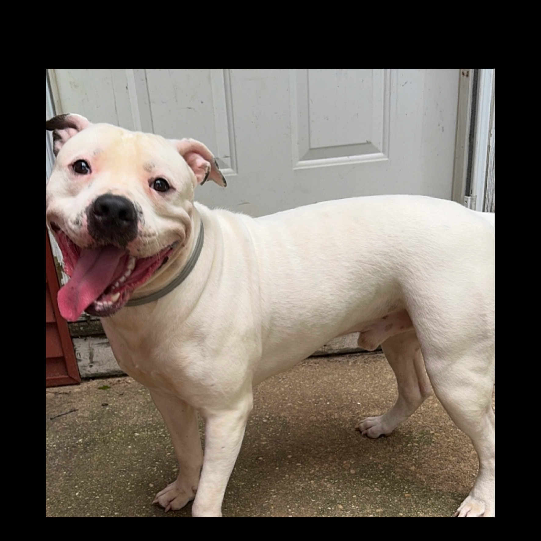 Ghost is registered to the contest to win money with this photo: alert, animal, canine, collar, companion, concrete, dog, domestic, door, friendly, happy, mammal, outdoor, pet, playful, short_hair, smiling, standing, tongue_out, white_dog