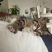 Venus participe au concours pour gagner de l'argent avec cette photo : animal, blanket, cat, cozy, curious, cute, domestic, ears, furniture, home, indoor, kitten, lying_down, paws, pet, plant, relaxed, soft, tabby, whiskers