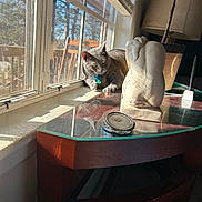 Smoking joined the competition — help win amazing prizes! cat, cozy, curious, daylight, decor, furniture, glass_table, gray_cat, home_interior, indoor_plant, lamp, pet, reflection, relaxing, sculpture, shadow, sunlight, table, window, wooden_chair