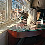 cat, cozy, curious, daylight, decor, furniture, glass_table, gray_cat, home_interior, indoor_plant, lamp, pet, reflection, relaxing, sculpture, shadow, sunlight, table, window, wooden_chair