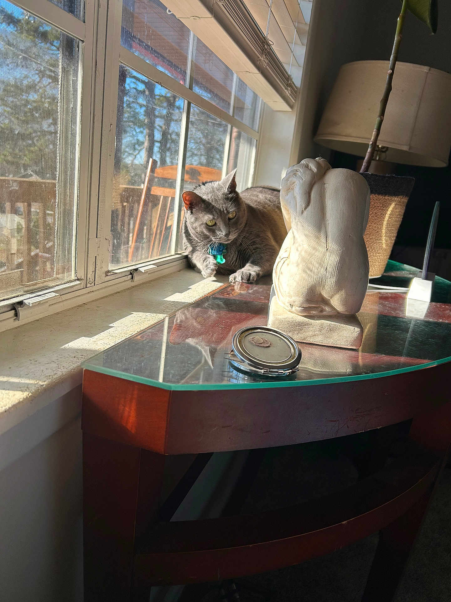 Smoking joined the competition — help win amazing prizes! cat, cozy, curious, daylight, decor, furniture, glass_table, gray_cat, home_interior, indoor_plant, lamp, pet, reflection, relaxing, sculpture, shadow, sunlight, table, window, wooden_chair