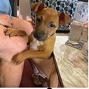 Rocky joined the competition — help win amazing prizes! animal, blurry, brown_dog, candid, carpet, dog, furniture, glass, hand, indoor, knee, marble_table, person, pet, playing, puppy, remote_control, table, water, young_dog