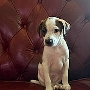 Rascal is registered to the contest to win money with this photo: puppy, dog, leather_chair, brown, white, sitting, pet, young, cute, indoor, fur, animal, small, adorable, face, ears, paws, nose, expression, furniture