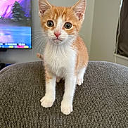 Olaf joined the competition — help win amazing prizes! kitten, cat, orange_cat, white_cat, pet, indoor, curious, alert, young_cat, feline, texture, gray_surface, couch, television, blurred_background, close_up, portrait, whiskers, ears, eyes
