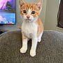 alert, blurred_background, cat, close_up, couch, curious, ears, eyes, feline, gray_surface, indoor, kitten, orange_cat, pet, portrait, television, texture, whiskers, white_cat, young_cat