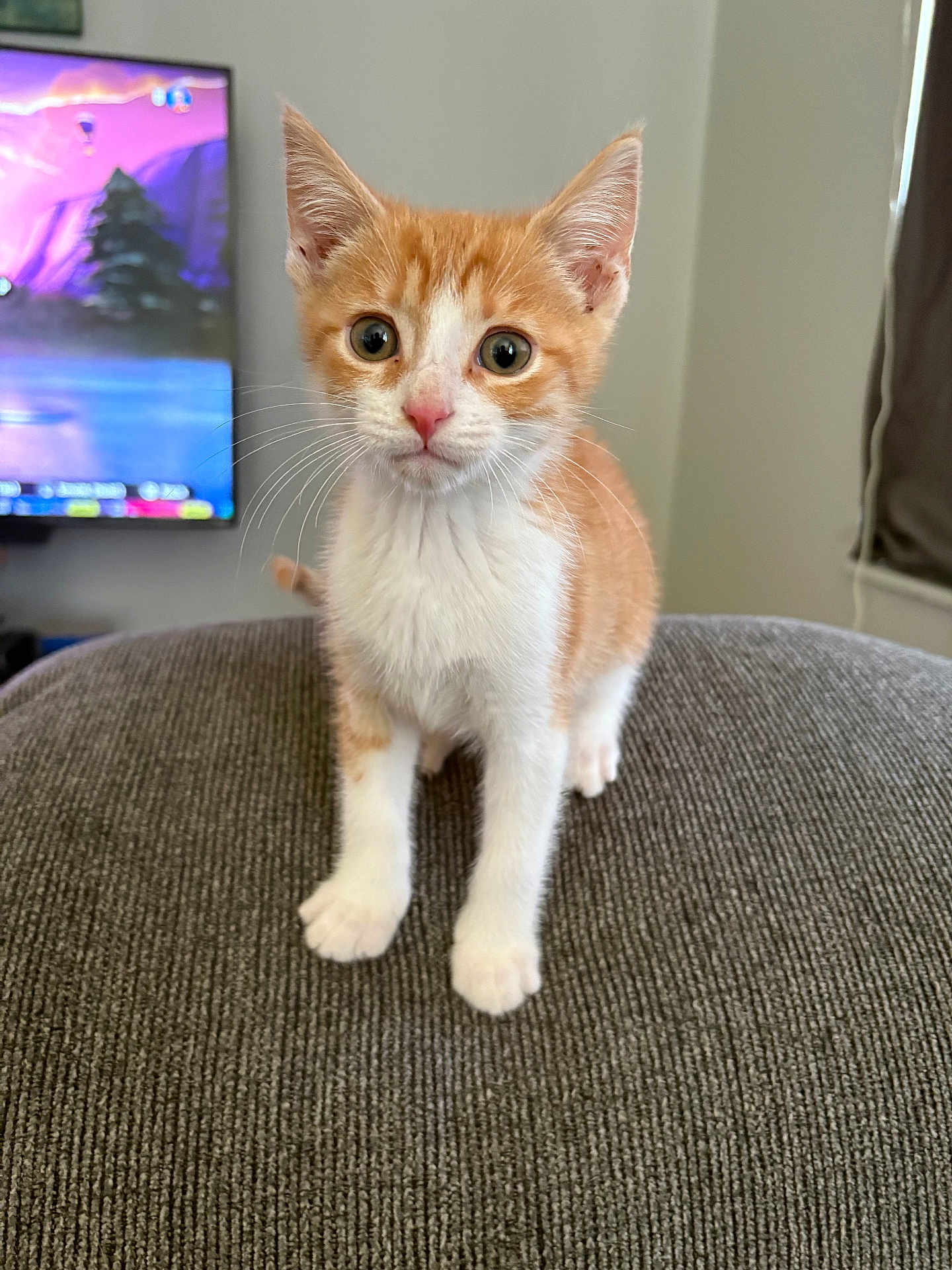 Olaf joined the competition — help win amazing prizes! kitten, cat, orange_cat, white_cat, pet, indoor, curious, alert, young_cat, feline, texture, gray_surface, couch, television, blurred_background, close_up, portrait, whiskers, ears, eyes