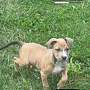 Luna is registered to the contest to win money with this photo: puppy, dog, grass, outdoor, animal, young, pet, brown, white, cute, nature, walking, ears, tail, mammal, playful, canine, fur, alert, field