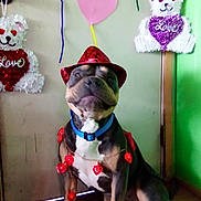 Buck is registered to the contest to win money with this photo: dog, hat, heart_lights, decorations, indoor, floor, wall, door, green_wall, love_theme, stuffed_bear, festive, cute, pet, animal, portrait, sitting, red, blue_collar, celebration