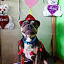 dog, hat, heart_lights, decorations, indoor, floor, wall, door, green_wall, love_theme, stuffed_bear, festive, cute, pet, animal, portrait, sitting, red, blue_collar, celebration