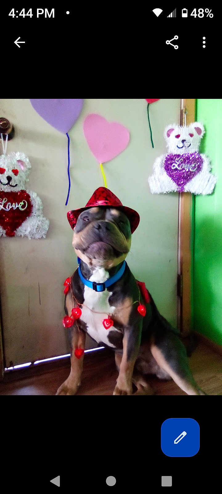Buck is registered to the contest to win money with this photo: dog, hat, heart_lights, decorations, indoor, floor, wall, door, green_wall, love_theme, stuffed_bear, festive, cute, pet, animal, portrait, sitting, red, blue_collar, celebration