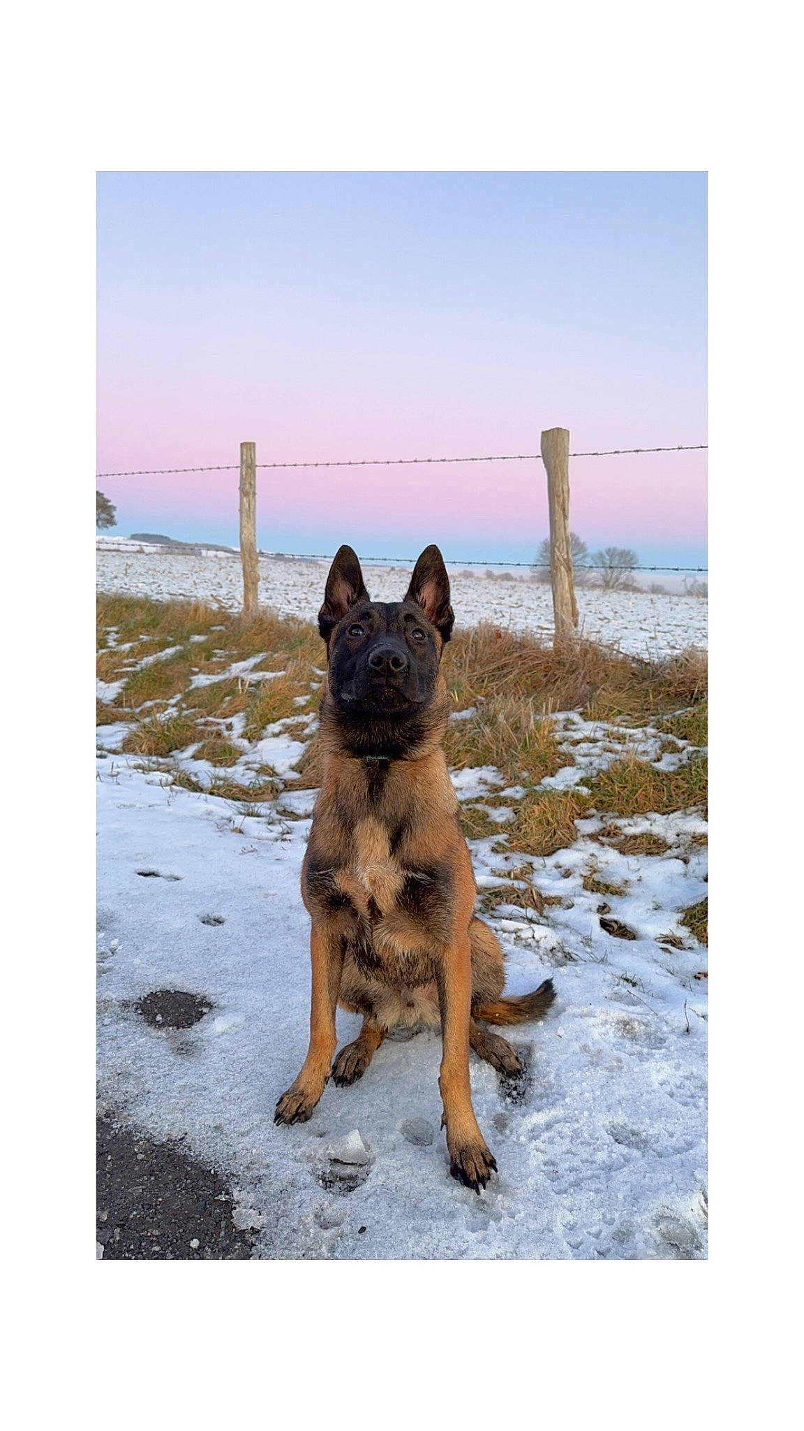 Rio participe au concours pour gagner de l'argent avec cette photo : carnivore, companion_dog, dog, dog_breed, fawn, freezing, german_shepherd_dog, guard_dog, herding_dog, horizon, landscape, ocean, sky, snout, snow, sporting_group, tail, water, winter, working_dog