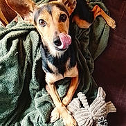 Maya a rejoint le concours — aidez-le/la à gagner de superbes lots ! dog, pet, blanket, couch, plush_toy, indoor, cozy, ears, tongue, brown, green, fur, cute, animal, resting, looking_up, relaxed, companion, domestic, cute_expression