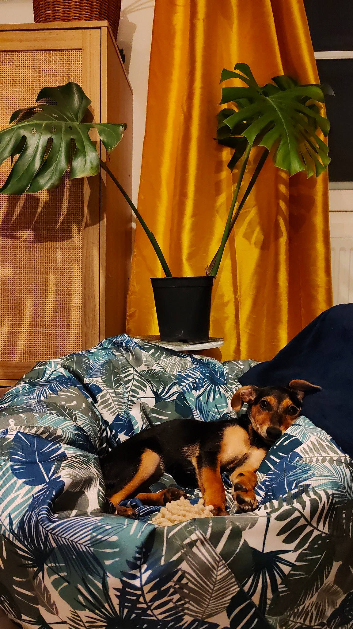 Maya
