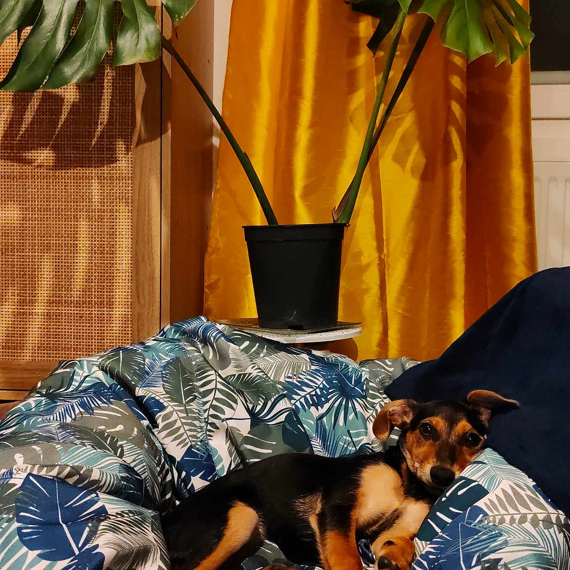 Maya