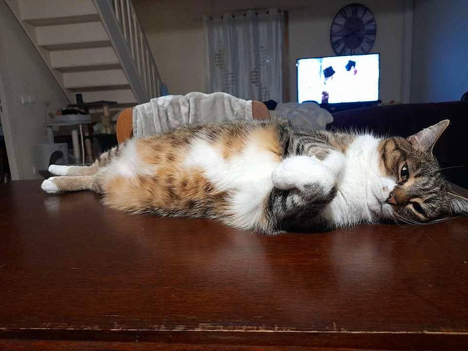 Frimousse participe au concours pour gagner de l'argent avec cette photo : carnivore, cat, claw, clock, comfort, domestic_short_haired_cat, felidae, flooring, fur, hardwood, nap, paw, room, small_to_medium_sized_cats, snout, tail, whiskers, window, wood