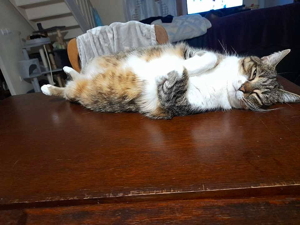 Frimousse a rejoint le concours — aidez-le/la à gagner de superbes lots ! carnivore, cat, claw, comfort, domestic_short_haired_cat, felidae, flooring, fur, hardwood, laminate_flooring, paw, room, small_to_medium_sized_cats, table, tail, varnish, whiskers, wood, wood_flooring, wood_stain