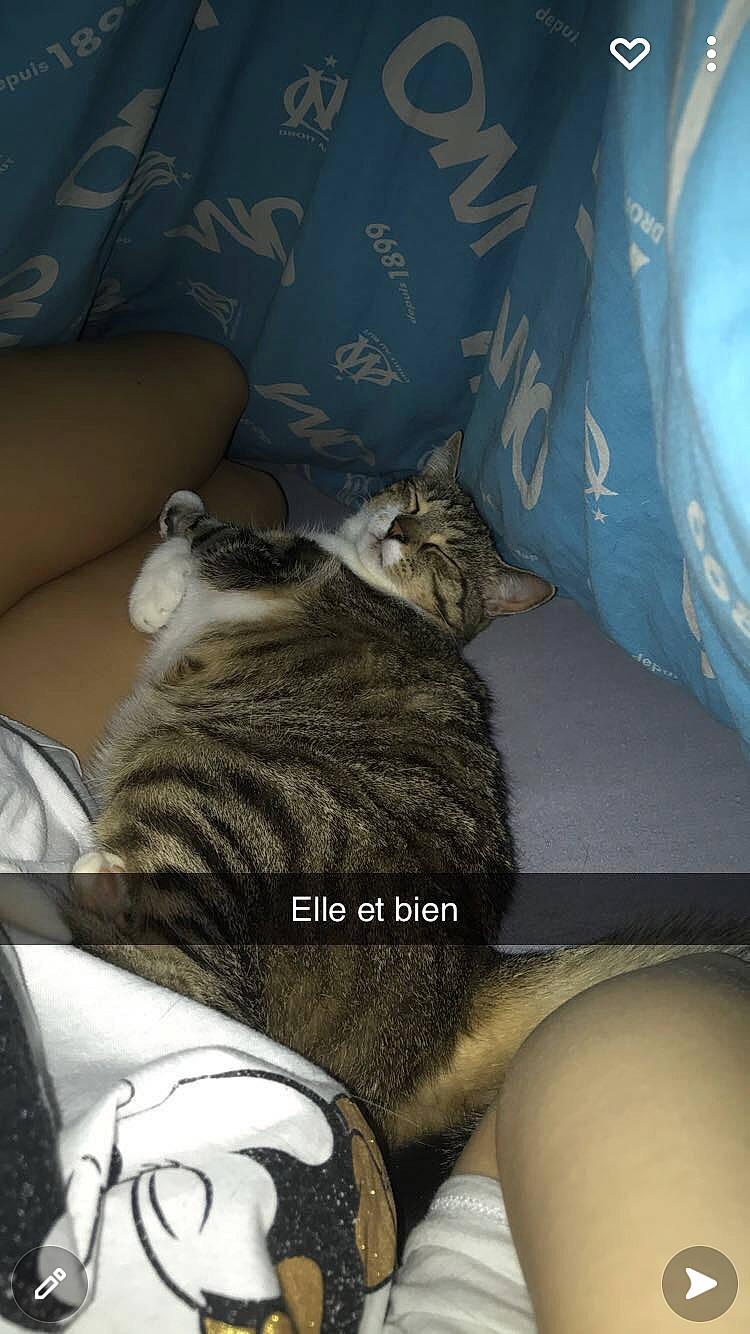 Frimousse participe au concours pour gagner de l'argent avec cette photo : carnivore, cat, comfort, companion_dog, couch, domestic_short_haired_cat, felidae, fur, grey, human_leg, linens, living_room, nap, paw, room, sitting, small_to_medium_sized_cats, tail, whiskers, window