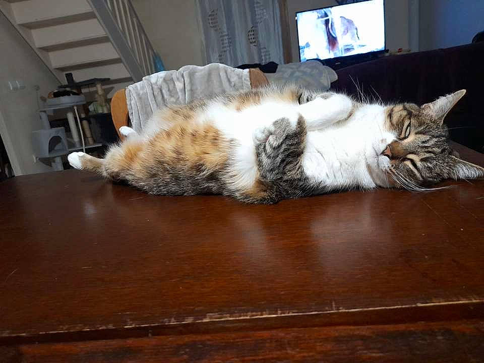 Frimousse a rejoint le concours — aidez-le/la à gagner de superbes lots ! carnivore, cat, comfort, couch, domestic_short_haired_cat, felidae, floor, flooring, fur, hardwood, laminate_flooring, paw, personal_computer, room, small_to_medium_sized_cats, table, tail, whiskers, wood, wood_flooring