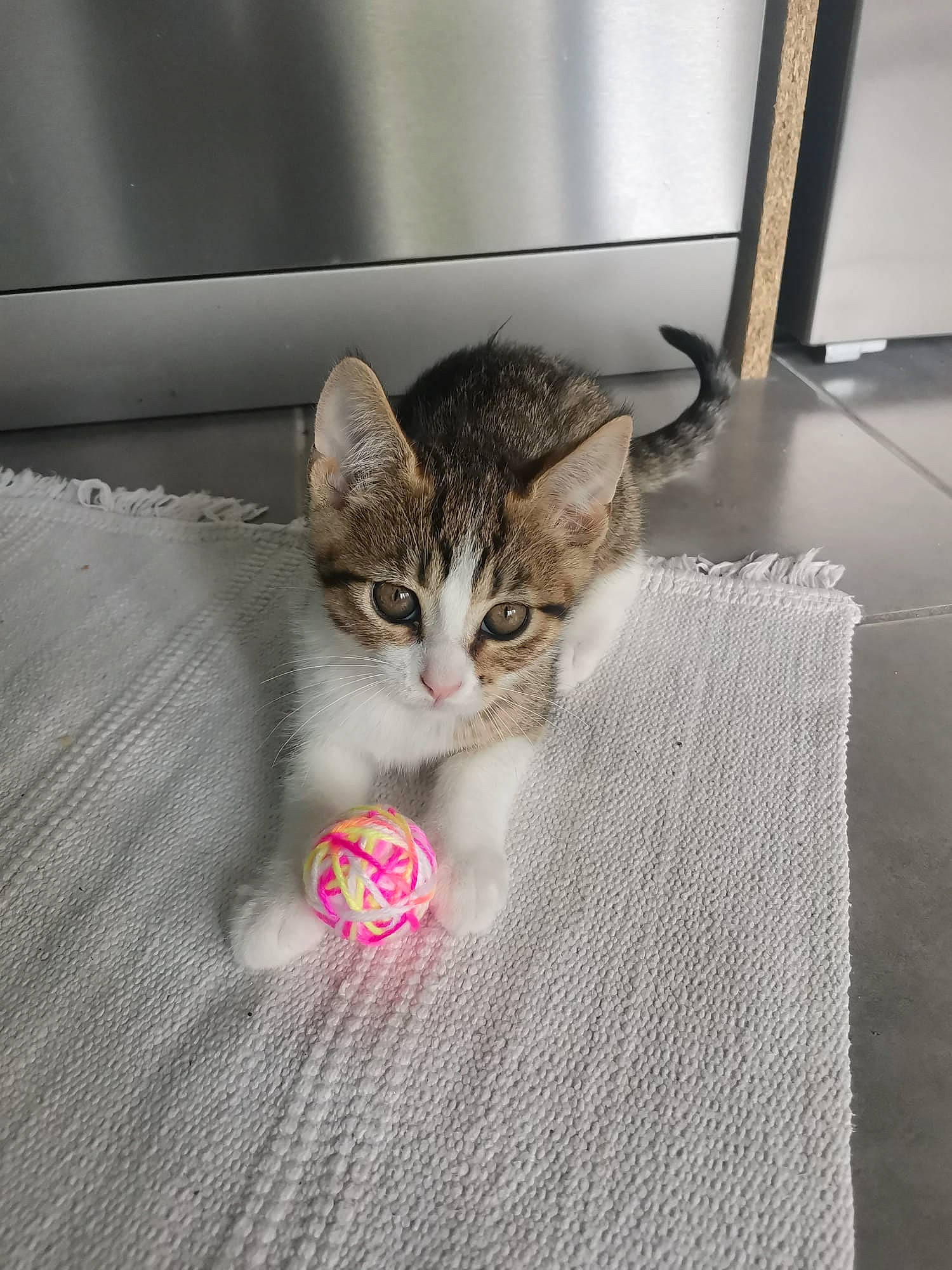 Malia participe au concours pour gagner de l'argent avec cette photo : carnivore, cat, claw, comfort, domestic_short_haired_cat, door, felidae, flooring, foot, fur, linens, metal, paw, photo_caption, room, small_to_medium_sized_cats, tail, vehicle, whiskers, wood