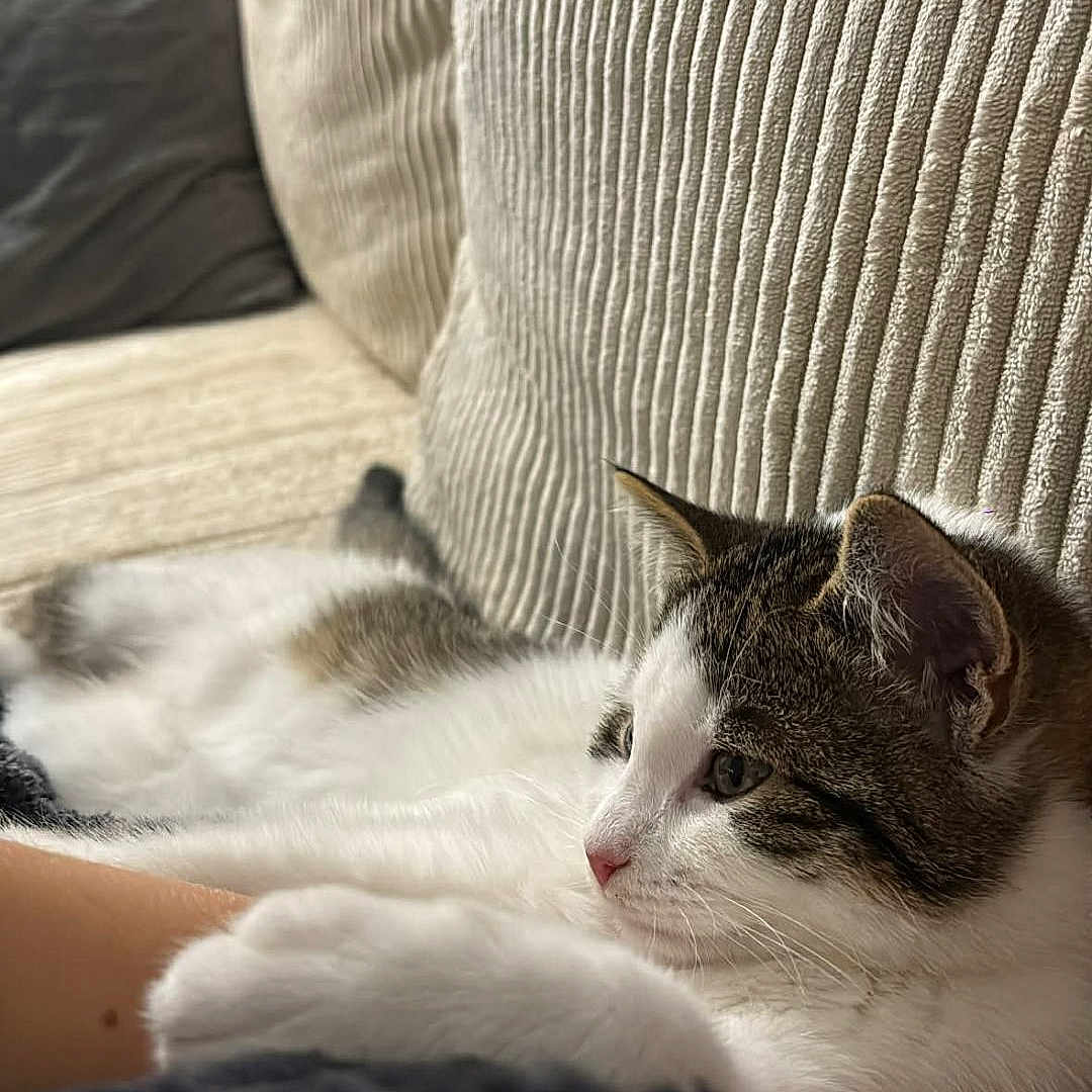 Flocon participe au concours pour gagner de l'argent avec cette photo : animal, cat, closeup, comfort, couch, cozy, feline, fur, home, indoor, paws, pet, relaxing, resting, side_view, soft, tabby, texture, whiskers, white