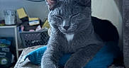 Tee Bag a rejoint le concours — aidez-le/la à gagner de superbes lots ! cat, gray_cat, pet, feline, indoor, relaxed, sleeping, cozy, plush, cat_tree, paw, animal, cute, resting, home, furry, mammal, whiskers, ears, domestic_animal