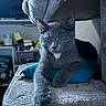 cat, gray_cat, pet, feline, indoor, relaxed, sleeping, cozy, plush, cat_tree, paw, animal, cute, resting, home, furry, mammal, whiskers, ears, domestic_animal