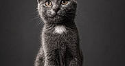 Tee Bag a rejoint le concours — aidez-le/la à gagner de superbes lots ! adorable, animal, cat, close_up, cute, dark_background, ears, eyes, feline, fur, gray_cat, kitten, pet, portrait, sitting, soft_lighting, studio, whiskers, white_patch, young_cat