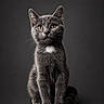 Tee Bag a rejoint le concours — aidez-le/la à gagner de superbes lots ! cat, kitten, gray_cat, white_patch, fur, pet, animal, portrait, sitting, cute, feline, whiskers, ears, eyes, studio, dark_background, soft_lighting, close_up, adorable, young_cat