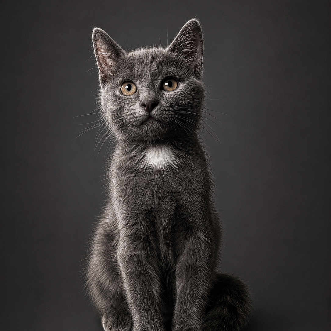 Tee Bag a rejoint le concours — aidez-le/la à gagner de superbes lots ! cat, kitten, gray_cat, white_patch, fur, pet, animal, portrait, sitting, cute, feline, whiskers, ears, eyes, studio, dark_background, soft_lighting, close_up, adorable, young_cat