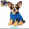Loly a rejoint le concours — aidez-le/la à gagner de superbes lots ! blue_sweater, brown_black_white, cute, dog, ears, eyes, fabric, fur_pattern, isolated, knitted_clothing, mouth, nose, pet_lookalike, plush_toy, sitting, small_inset_photo, soft, stuffed_animal, toy, white_background