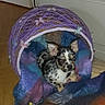 puppy, dog, basket, purple, blanket, toy, indoor, floor, cute, pet, animal, small_dog, resting, colorful, decorated, curious, ears_up, furniture, cozy, home
