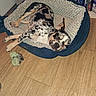 dog, sleeping, bed, plush_bed, wooden_floor, toy, rope_toy, indoor, pet, canine, relaxed, resting, spotted_dog, black_and_white, brown, furniture, shelf, dvd, quiet, home