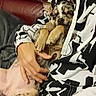 puppy, dog, person, hand, couch, blanket, hoodie, black_and_white, spots, relaxing, snuggling, indoor, pet, sleeping, fur, comfort, animal, resting, cute, warm