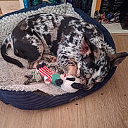 Loly a rejoint le concours — aidez-le/la à gagner de superbes lots ! animal, bed, black_and_white, cozy, curled_up, dog, domestic_animal, ears_up, furry, indoor, paw, pet, plush_toy, relaxed, resting, sleeping, small_dog, spotted_fur, toy, wooden_floor