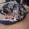 animal, bed, black_and_white, cozy, curled_up, dog, domestic_animal, ears_up, furry, indoor, paw, pet, plush_toy, relaxed, resting, sleeping, small_dog, spotted_fur, toy, wooden_floor