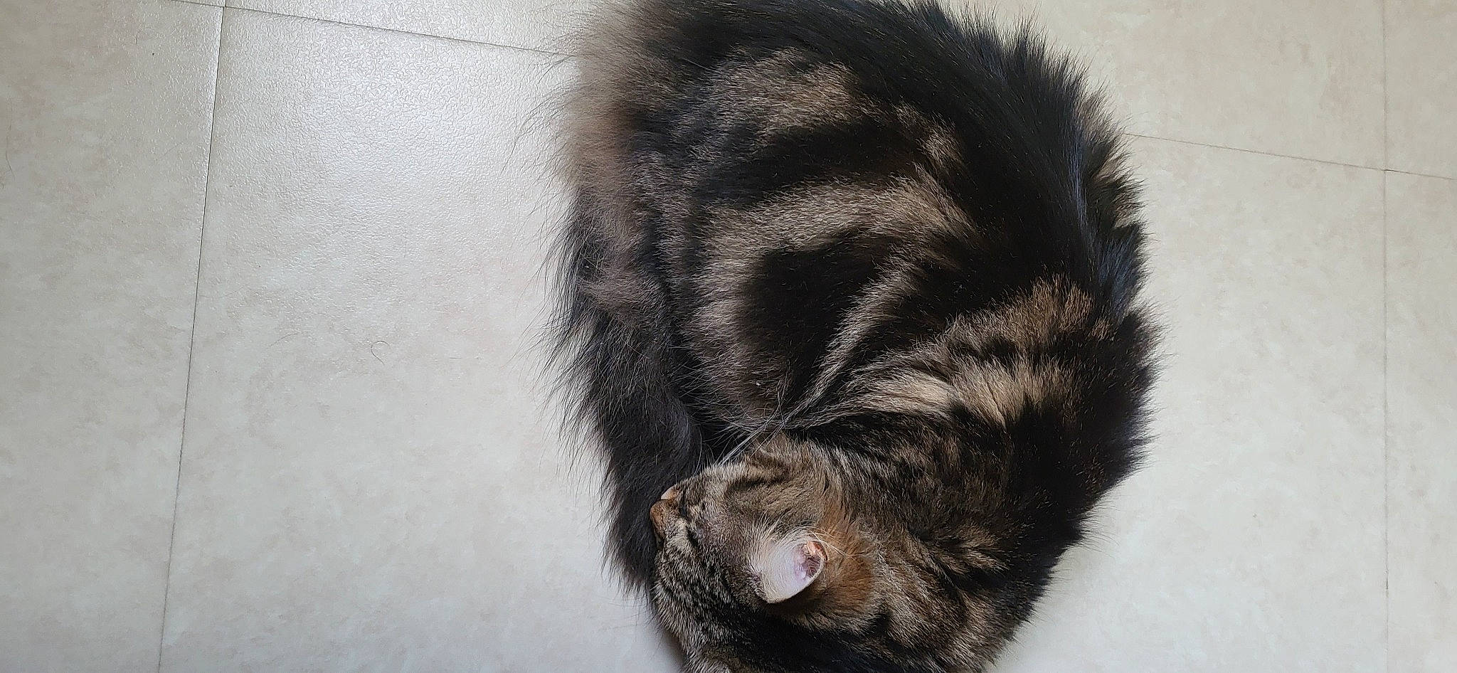 Câline participe au concours pour gagner de l'argent avec cette photo : canidae, carnivore, claw, dog_breed, ear, felidae, foot, fur, paw, small_to_medium_sized_cats, snout, sporting_group, tail, terrestrial_animal, whiskers