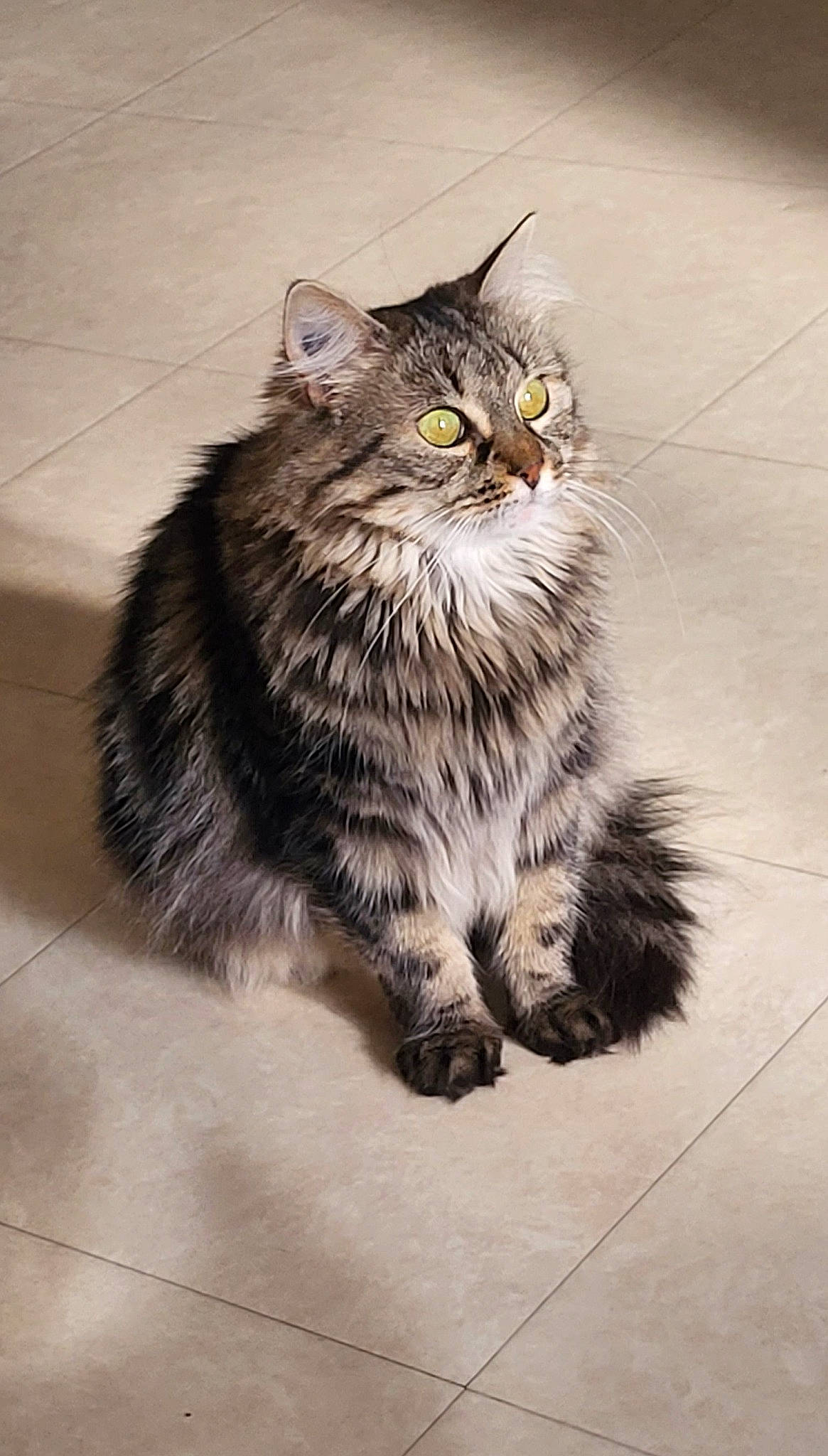 Câline participe au concours pour gagner de l'argent avec cette photo : automotive_tire, british_longhair, carnivore, cat, claw, domestic_short_haired_cat, felidae, flooring, fur, grey, maine_coon, monochrome_photography, paw, road_surface, sitting, small_to_medium_sized_cats, snout, tail, terrestrial_animal, whiskers